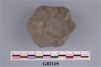 藏品(藤壺)的圖片